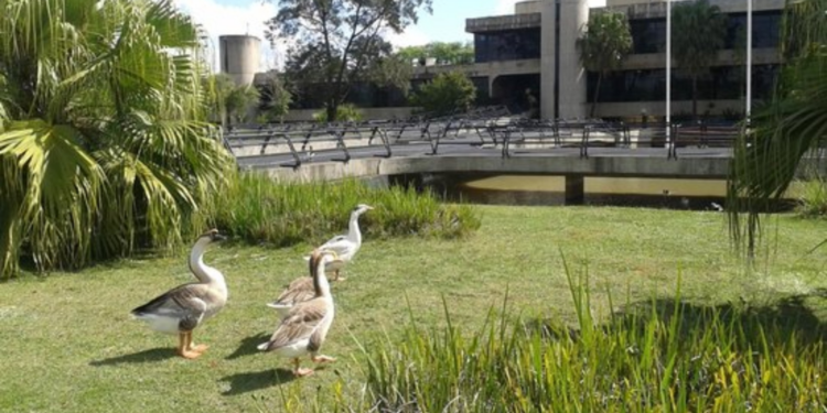 Prefeitura de Sorocaba retira aves de lago do Paço Municipal após morte de 7 patos