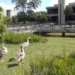 Prefeitura de Sorocaba retira aves de lago do Paço Municipal após morte de 7 patos