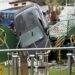 Carro perde o controle, derruba grades e invade área de academia ao ar de livre em Ilhabela
